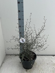 Corokia Cotoneaster 23Ø 80cm