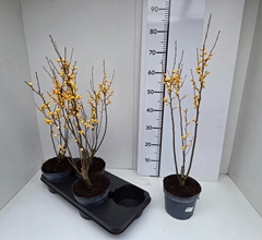 Ilex Verticillata 17Ø 60cm