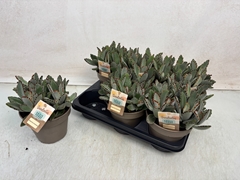 Kalanchoe Tomentosa 14Ø 25cm