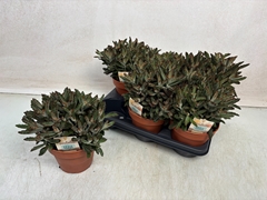 Kalanchoe Tomentosa 14Ø 25cm