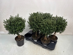 Myrtus Communis 15Ø 50cm