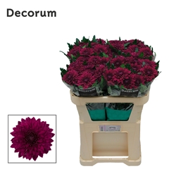 Chrysanth Single Pip Purple 70cm 80gr.