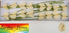 Anthurium Moments 11cm Hd