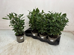 Laurus 14Ø 42cm