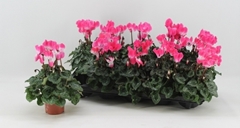 Cyclamen Midi Indiaka 9Ø 18cm