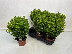 Myrsine Africana 12Ø 30cm