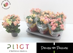 Begonia Double Hailey Sunset 14Ø 35cm