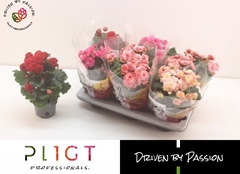 Begonia Double Mix 14Ø 35cm