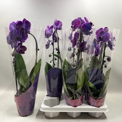Phalaenopsis Cascade 12Ø 45cm 1st