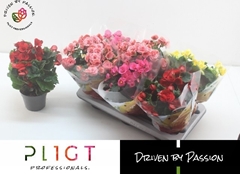 Begonia Double Mix 14Ø 35cm
