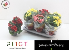 Begonia Double Mix 14Ø 35cm