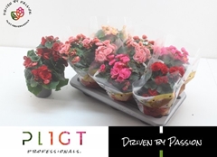 Begonia Double Mix 14Ø 35cm