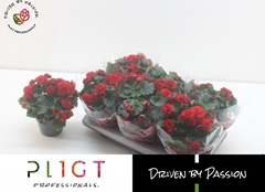 Begonia Double Halo 14Ø 31cm