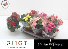 Begonia Double Mix 14Ø 35cm