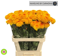 Chrysanth Single Paladov Sunny 90cm 60gr.