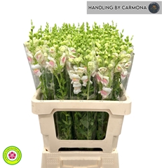 Antirrhinum Potomac Early Pink 65cm