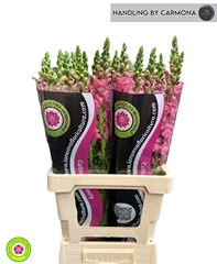 Antirrhinum Potomac Cherry Pink 70cm