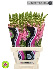 Antirrhinum Potomac Early Pink 70cm