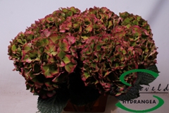 Hydrangea Glowing Alps Classic 60cm 8-10cm Hd