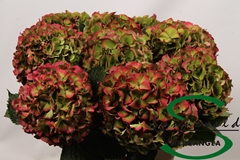 Hydrangea Glowing Alps Classic 75cm 14-16cm Hd