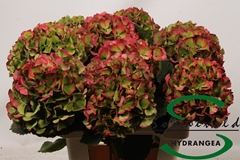 Hydrangea Glowing Alps Classic 60cm 13-15cm Hd