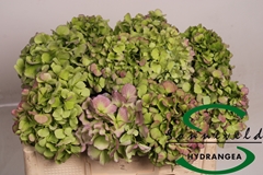 Hydrangea Verena Blue Classic 40cm 9-11cm Hd