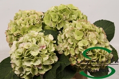 Hydrangea Verena Classic 30cm 13-15cm Hd