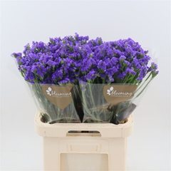 Limonium Sinuatum Levis Wings 70cm 45gr.