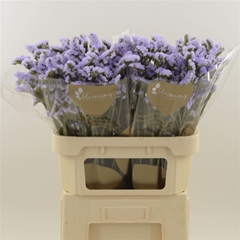 Limonium Sinuatum Donau Birds 80cm 55gr.