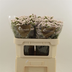 Limonium Sinuatum Apricot Sun Birds 80cm 55gr.