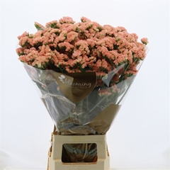 Limonium Sinuatum Peach Wings 70cm 25gr.