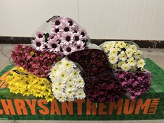 Chrysanth Spray Mix 70cm 75gr.