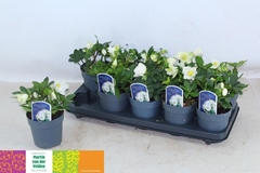 Helleborus Christmas Carol 12Ø 22cm
