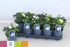 Helleborus Christmas Carol 12Ø 24cm