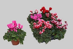 Cyclamen Super Serie Carino 10Ø 23cm