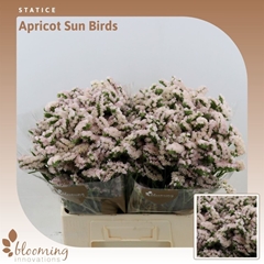 Limonium Sinuatum Apricot Sun Birds 60cm 30gr.