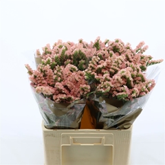 Limonium Sinuatum Emma Peach+ 60cm 20gr.