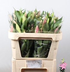 Lily Oriental Praiano 75cm 3+
