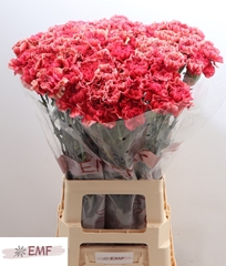 Dianthus Single Ipanema 70cm