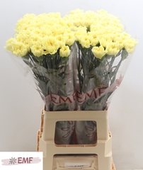 Dianthus Single Hermes 70cm
