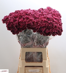 Dianthus Single Nobbio Burgundy 70cm