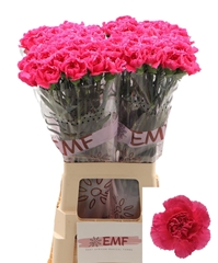 Dianthus Single Cherry Damascus+ 70cm