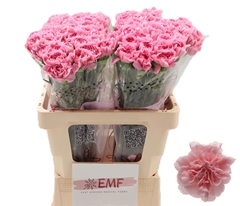 Dianthus Single Montezuma 60cm