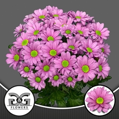 Chrysanth Spray Ballerina's 70cm 75gr.