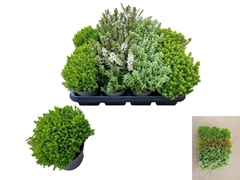 Hebe Mix 9Ø 15cm
