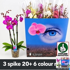 Phalaenopsis Mix 6 Colours 12Ø 60cm 3st