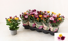 Chrysanth Mount Aubisque Mix 12Ø 28cm