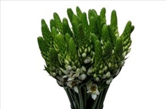 Ornithogalum Thyrsoides White Star 50cm