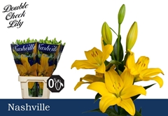 Lily La Nashville 85cm 3+