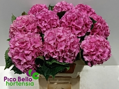 Hydrangea Royal Parade 60cm 15-17cm Hd